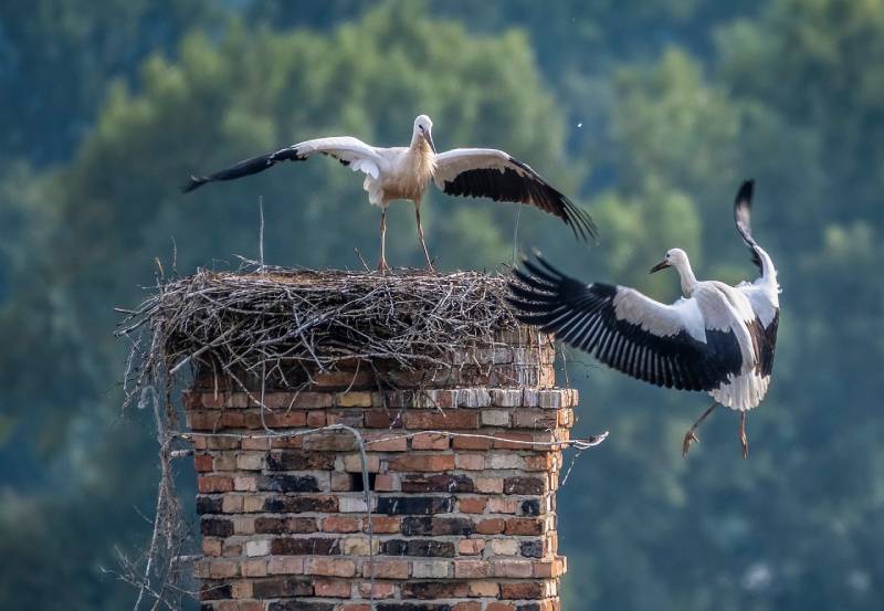 Professional Chimney Animal Removal Services in Winthrop, Massachusetts