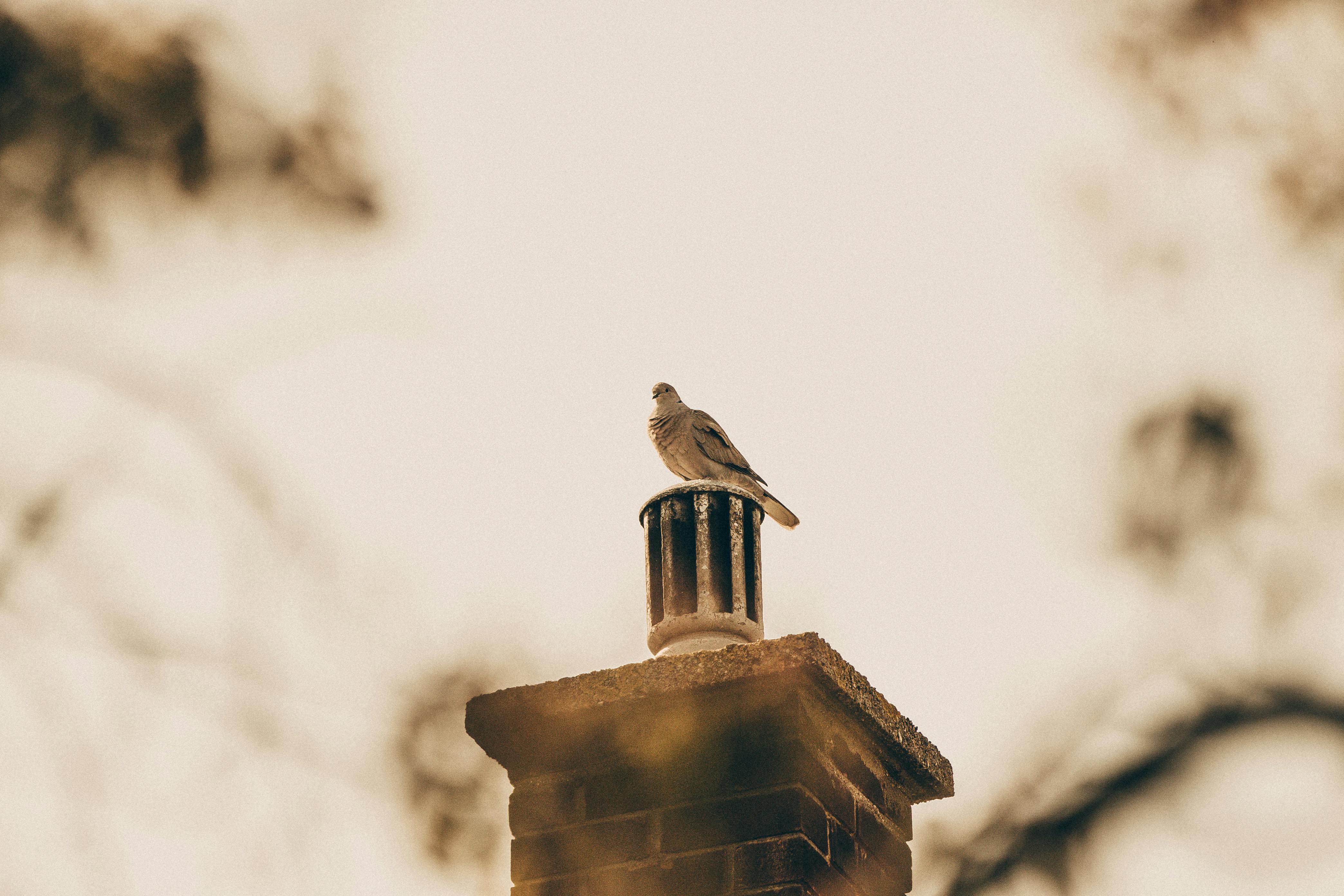 Professional Chimney Cap and Damper In Winthrop Massachusetts